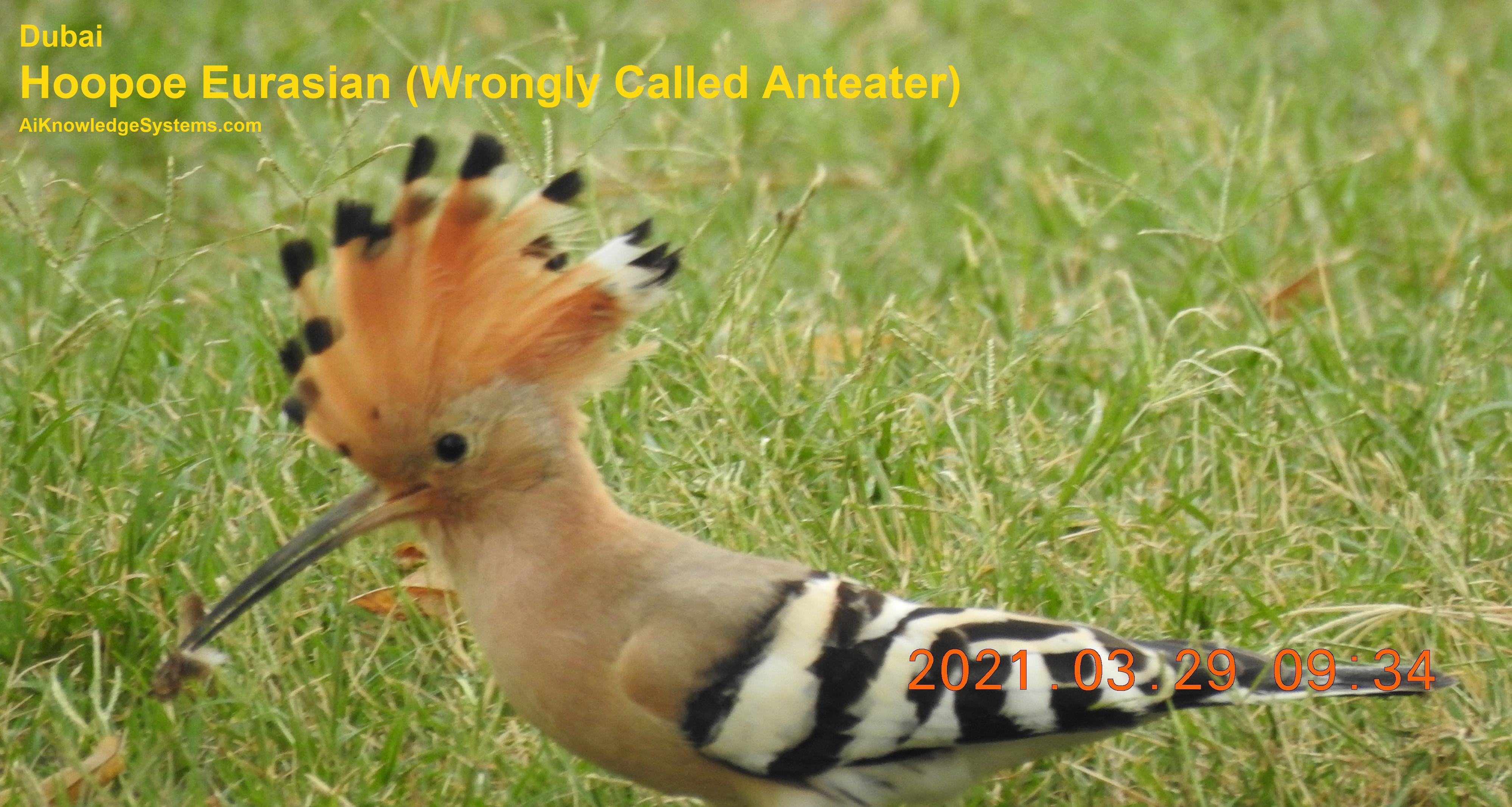 Hoopoe Eurasian (21) Coming Soon